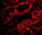 ACE2 Antibody